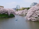 Kirschblüte Sakura in japan,Kirschblüte Sakura in japan