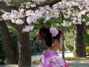 Kirschblüte Sakura in japan