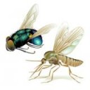 fliegen-muecken-insekten